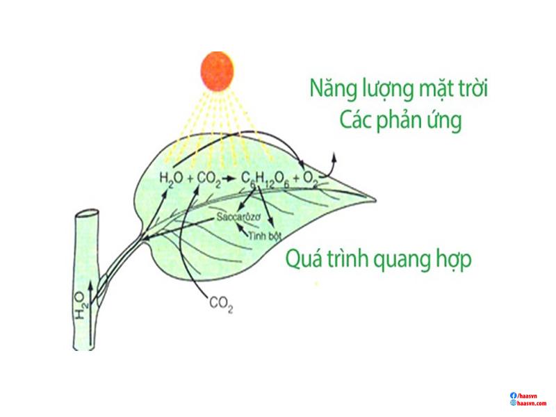Quang hợp là gì?