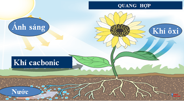 Quang hợp của cây xanh có ý nghĩa gì?